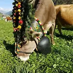 Eberl's Zirbenlodge Lägenhet *