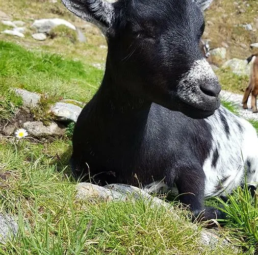 公寓 Eberl's Zirbenlodge