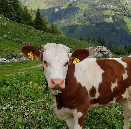 公寓 Eberl's Zirbenlodge *